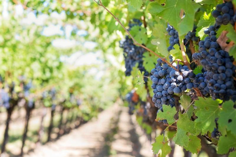 Création d’étiquettes de bouteille de vin pour petit producteur viticole à la Réole